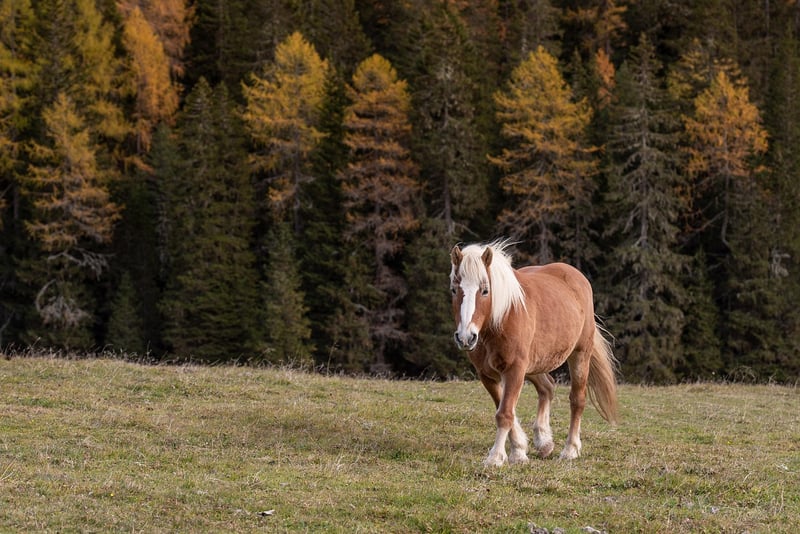 Dolomites