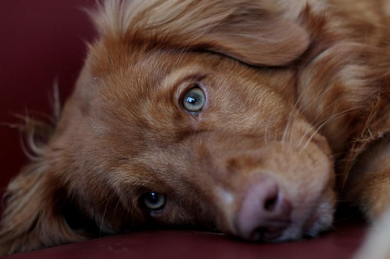 Puppy